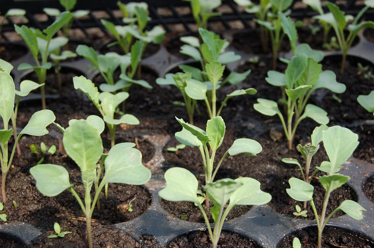 Cultiver des feves au potager bio