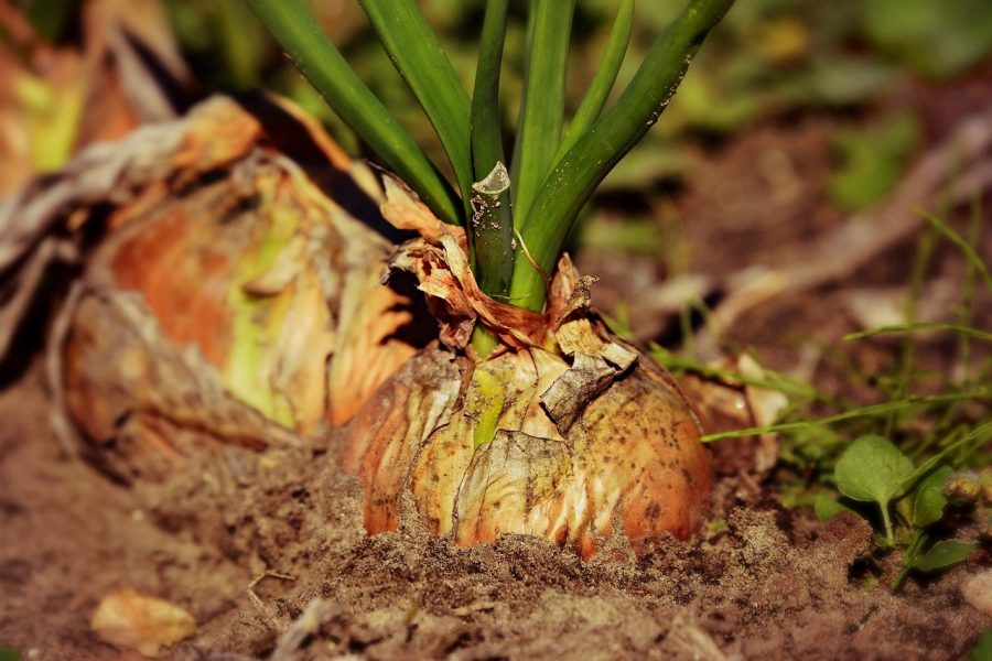 Jardinage - En avril, c'est le moment de planter les oignons et échalotes !