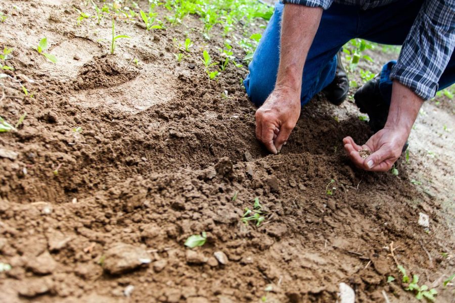 Que faire en avril au potager ? (semis et plantations)