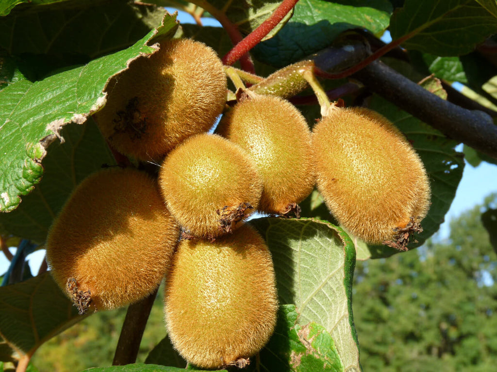Kiwi Jenny bio autofertile