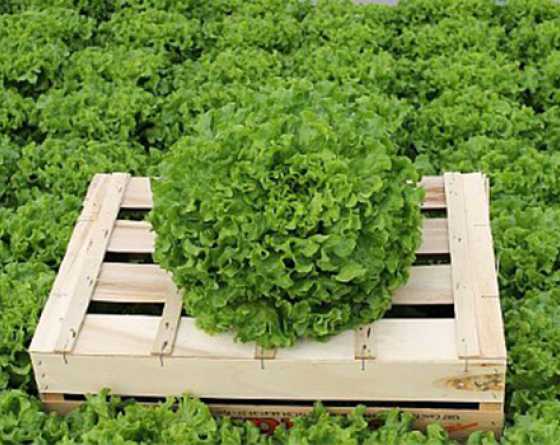 Plant Potager Bio Batavia Blonde Parabella